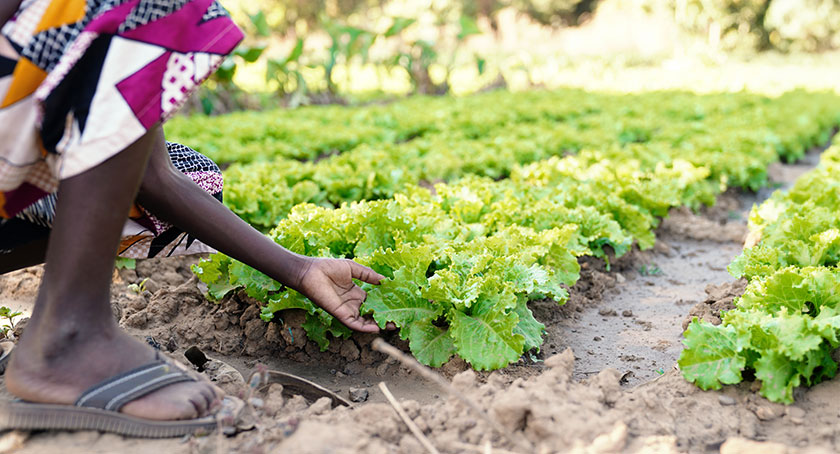 From Farm to Fabric: How Nonwovens Could Boost Africa’s Agricultural Yields